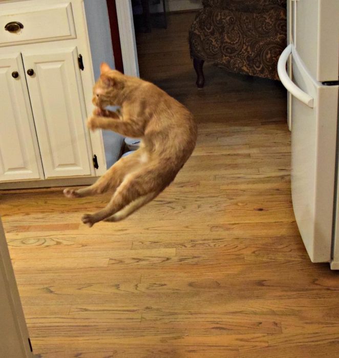 Photo of the same cat leaping into the air to catch the toy.