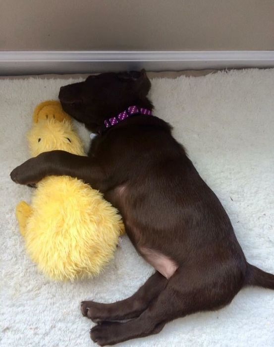Reviewer photo of their puppy cuddling with the yellow stuffed duck
