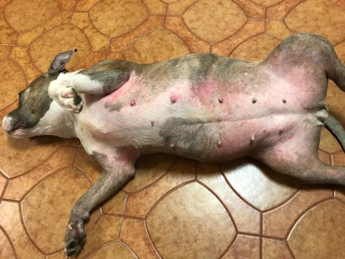 A dog displaying red spots on its body.