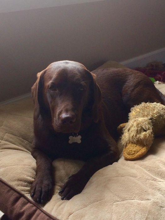 The same reviewer’s dog, now fully grown, sitting beside the duck toy, showcasing its impressive durability