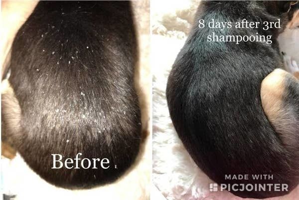On the left, a dog’s fur with white specks, and on the right, the same dog’s fur without those specks.