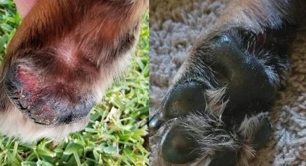 On the left, a paw looks dirty and appears to be in pain, while on the right, the same paw looks clean and much healthier.
