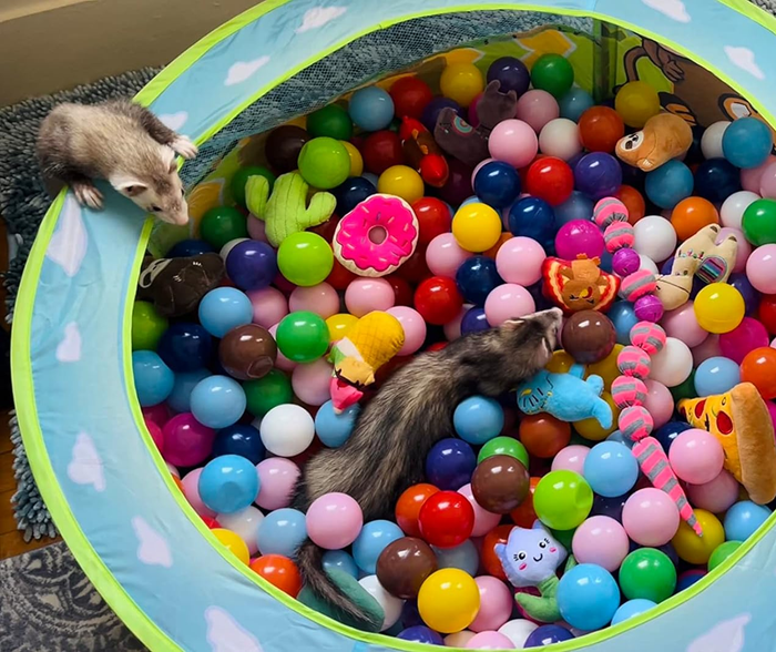 Two playful ferrets frolicking in a ball pit filled with an array of colorful plastic balls.