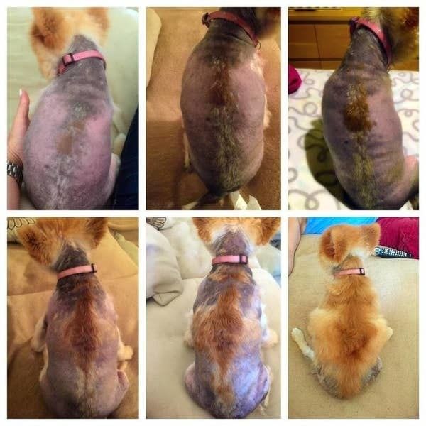 A series of photos taken over two months showing a dog with a skin condition, but their fur growing back after using the lotion.
