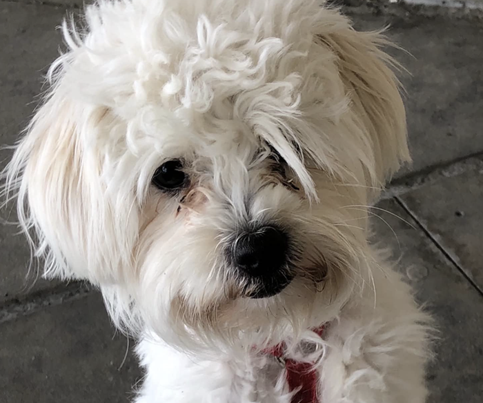 A photo of a reviewer’s dog with crust and discharge near their eyes.