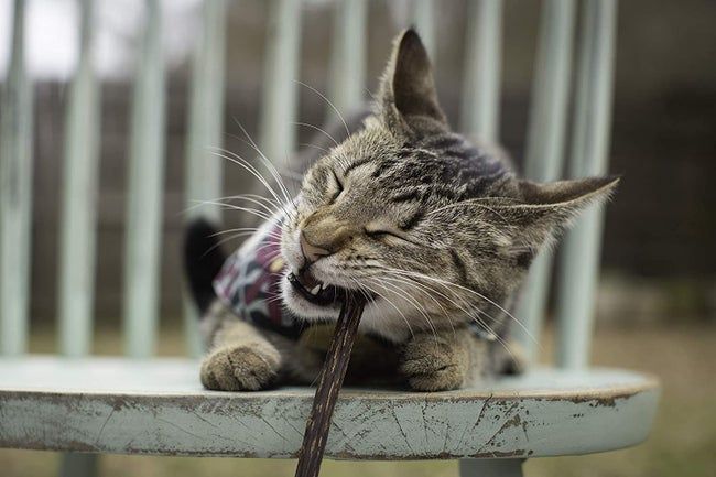 A cat happily chewing on the stick