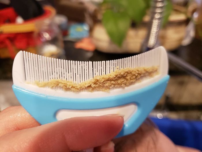 a reviewer holding the comb with the flakes it has lifted