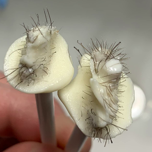 Reviewer displaying wax sticks filled with nostril hair