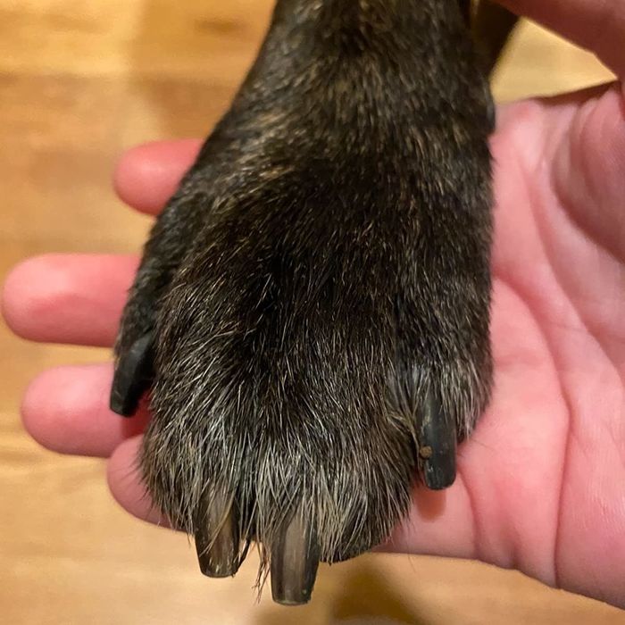 The same reviewer showcasing their dog's paws after being completely cleaned and left with a shiny finish.