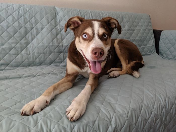 Another reviewer photo of their dog lounging on the couch cover