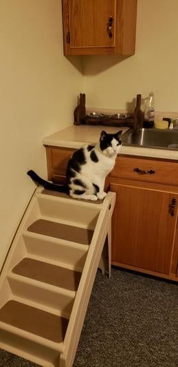 A cat climbing up the stairs