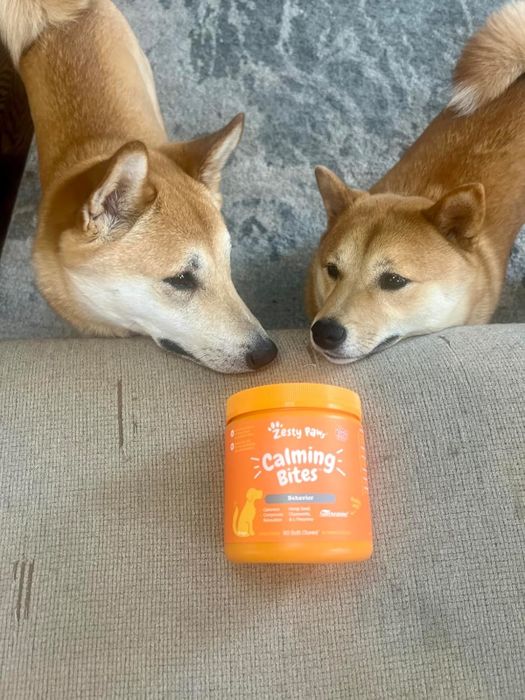 Two Shiba Inu dogs curiously watch a container of Zesty Paws Calming Bites on a couch.