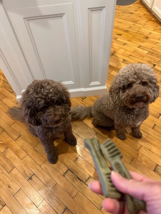 Two curly-haired dogs sit on a wooden floor, staring at dental treats held by a person's hand.