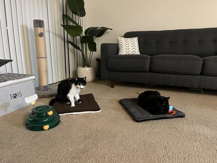 Two cats lounging indoors, one on a brown mat and the other on a grey mat
