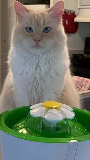 A cat sitting calmly in front of a flowing water fountain