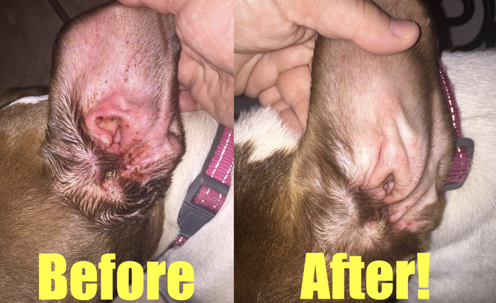 Side-by-side comparison of a dog's ear, showcasing the healing process with a before and after shot.