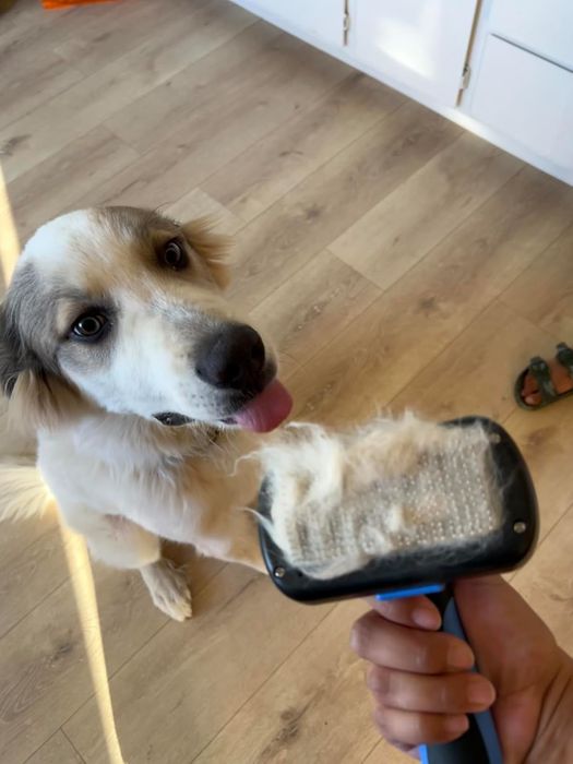 A dog licking its lips while gazing at a pet brush full of fur, held by a person in a home environment.