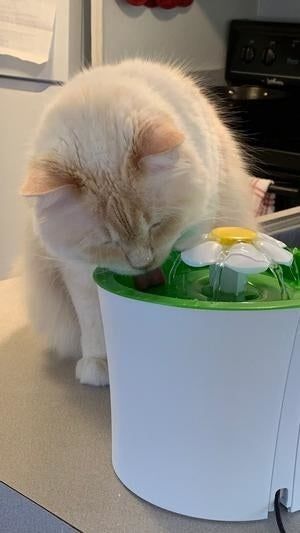 A cat drinking from a running water fountain