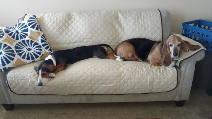 Reviewer photo of two dogs relaxing on the cover placed over a couch