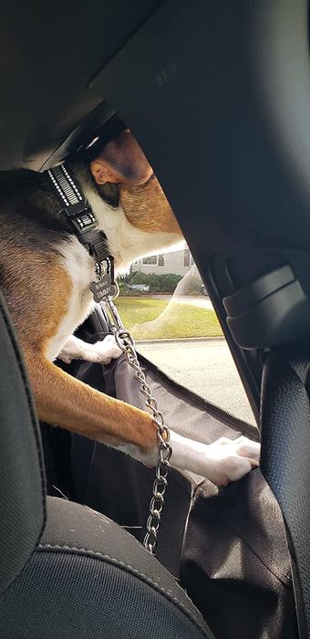reviewer photo showing their dog’s paws resting on the protector