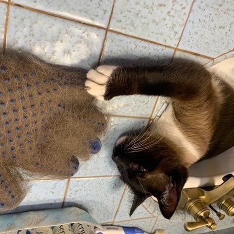 A cat sitting beside the glove, which is completely filled with fur