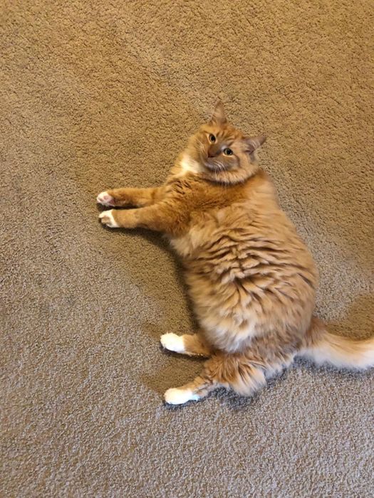 reviewer image of a cat with long, unkempt fur