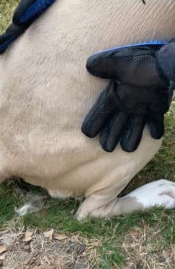 A dog being gently groomed using the gloves