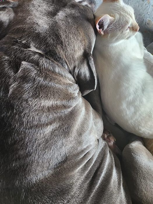 Reviewer’s after photo showing the ringworm completely gone from their dog's skin