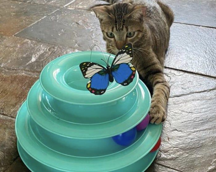A cat happily batting at a blue triple-tiered cat toy