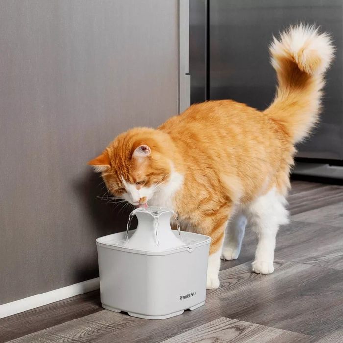 Image of a cat drinking from a fountain
