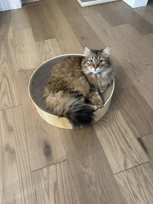 A fluffy cat lounging inside a round scratcher on a wooden floor