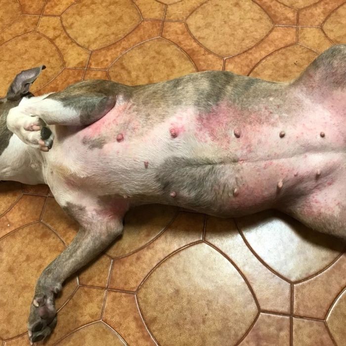 A before photo of a dog with a red, irritated belly.