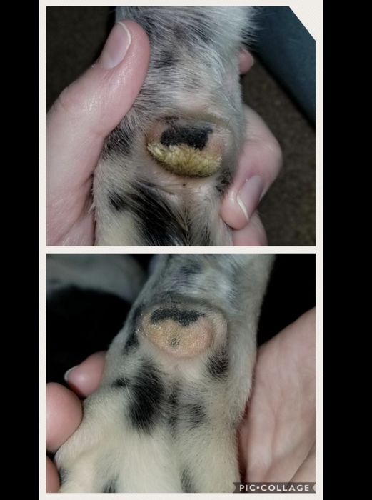 Reviewer photo showcasing a before and after of their dog's paw, now looking much healthier after using the paw soother stick.
