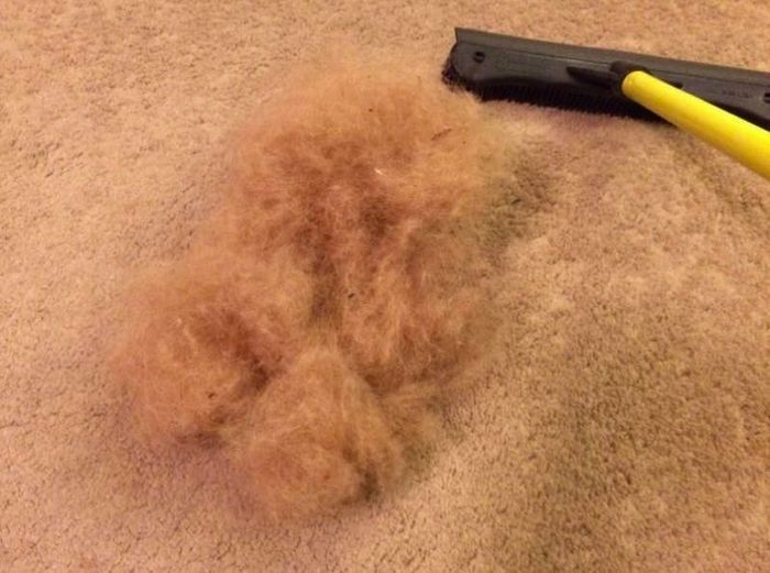 Photo from the reviewer showing all the fur removed from their carpet