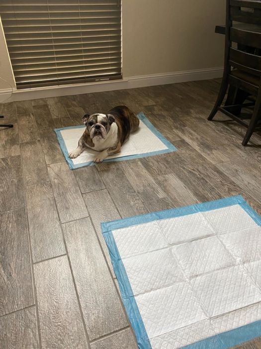 A bulldog sits on a training pad in a room with wooden floors, looking up. Two pads are placed on the floor.