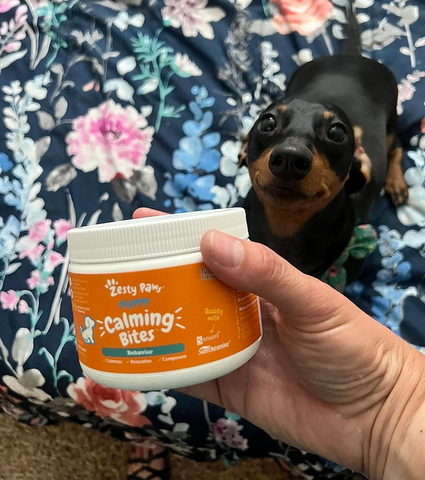 A person holding a jar of Zesty Paws Calming Bites next to a curious dachshund looking up