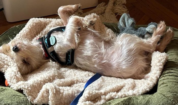 A dog lounging comfortably on a soft, cozy blanket