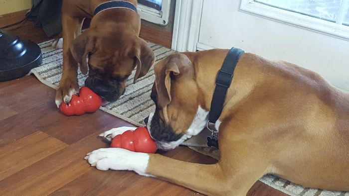 Two brown dogs with white markings are happily chewing on red Kong toys while lying on a wooden floor indoors.