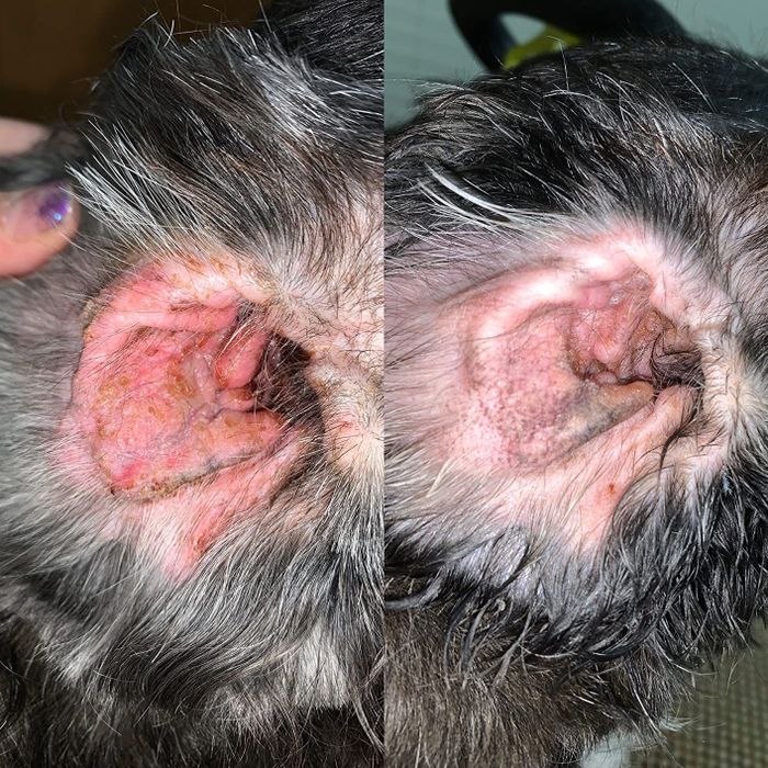 side-by-side reviewer images showing a dog's ear transitioning from inflamed and crusty to clean and less irritated