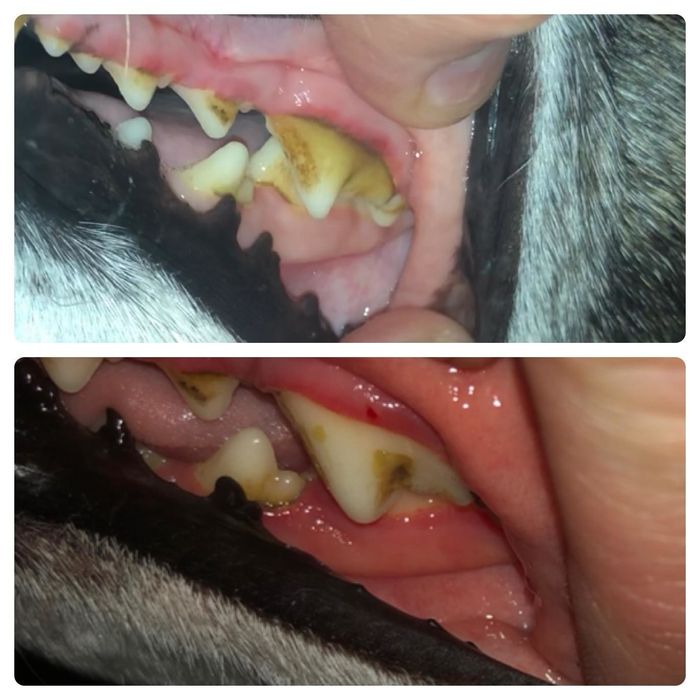 A before-and-after image showing the transformation of a dog's teeth after using the Petrodex toothpaste.
