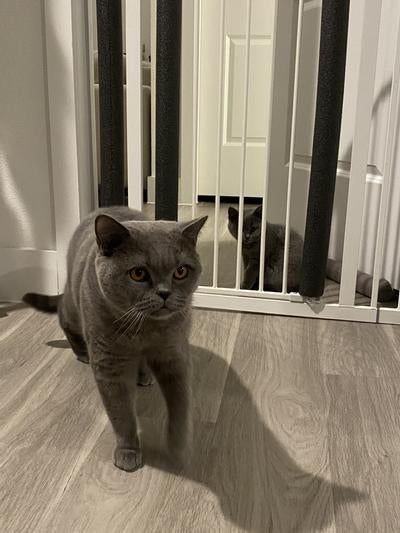 A British Shorthair cat in the foreground, with another cat partially seen behind a gate