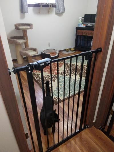 A black cat sitting behind a gate with pet furniture visible in the background