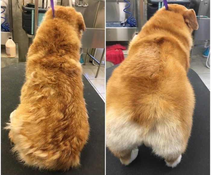 Reviewer’s photo showing their dog’s fur thoroughly brushed out and looking neat.
