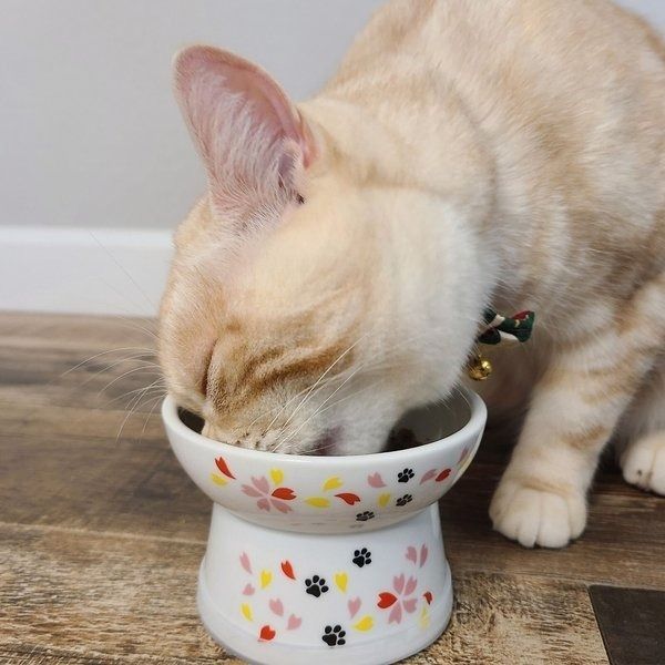 A cat eating from a decorative bowl featuring floral and paw print designs