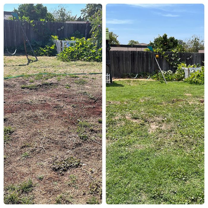 before and after images of a backyard transforming from barren to lush with grass