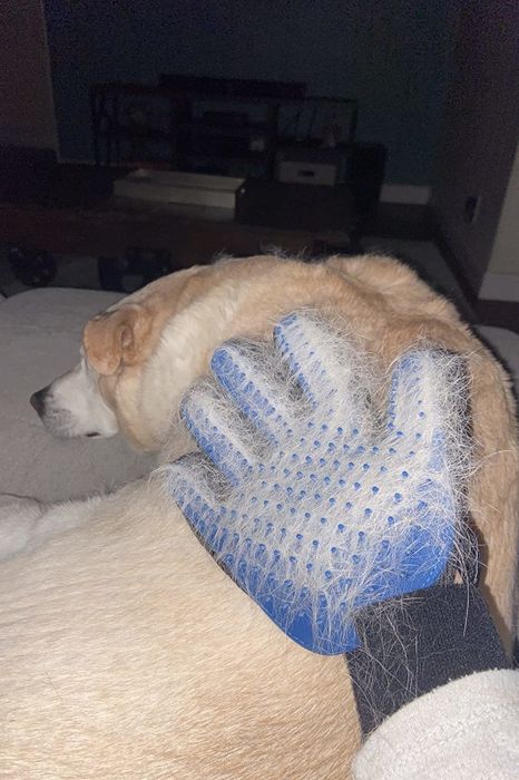 A reviewer using the grooming glove to brush their dog’s fur.