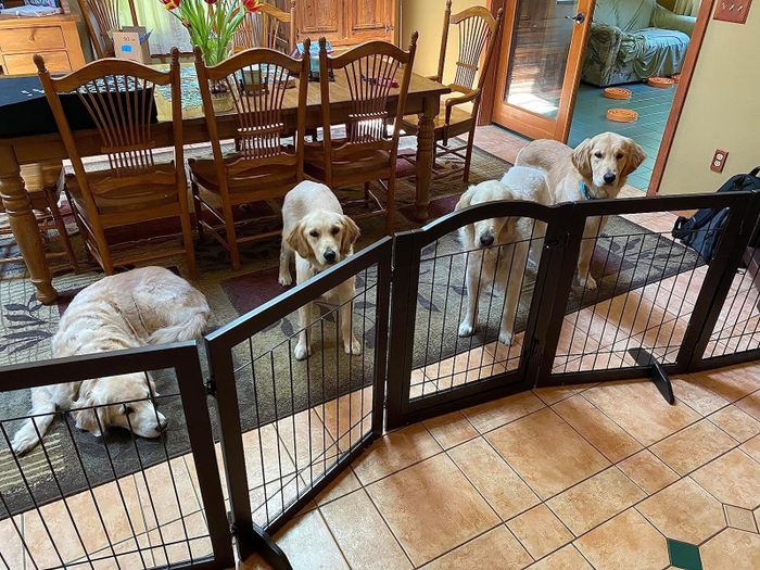 Four golden retrievers are behind a sturdy pet safety gate in a dining room area