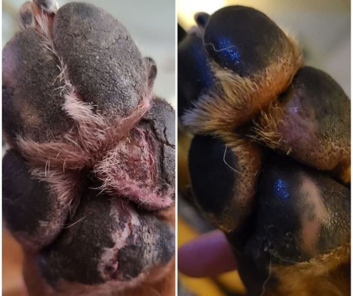 A photo showing a dog’s paws severely damaged, followed by a second image of the paws fully healed after using the paw wax.