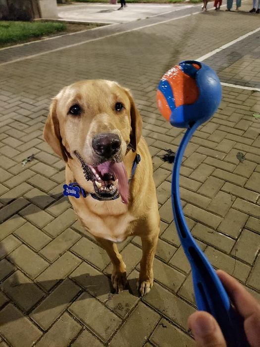 A photo from a reviewer featuring their dog, sporting a blue collar and a 