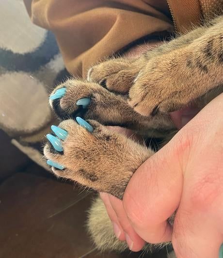 A cat with nail caps applied to its claws